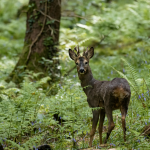 Wildlife Trust